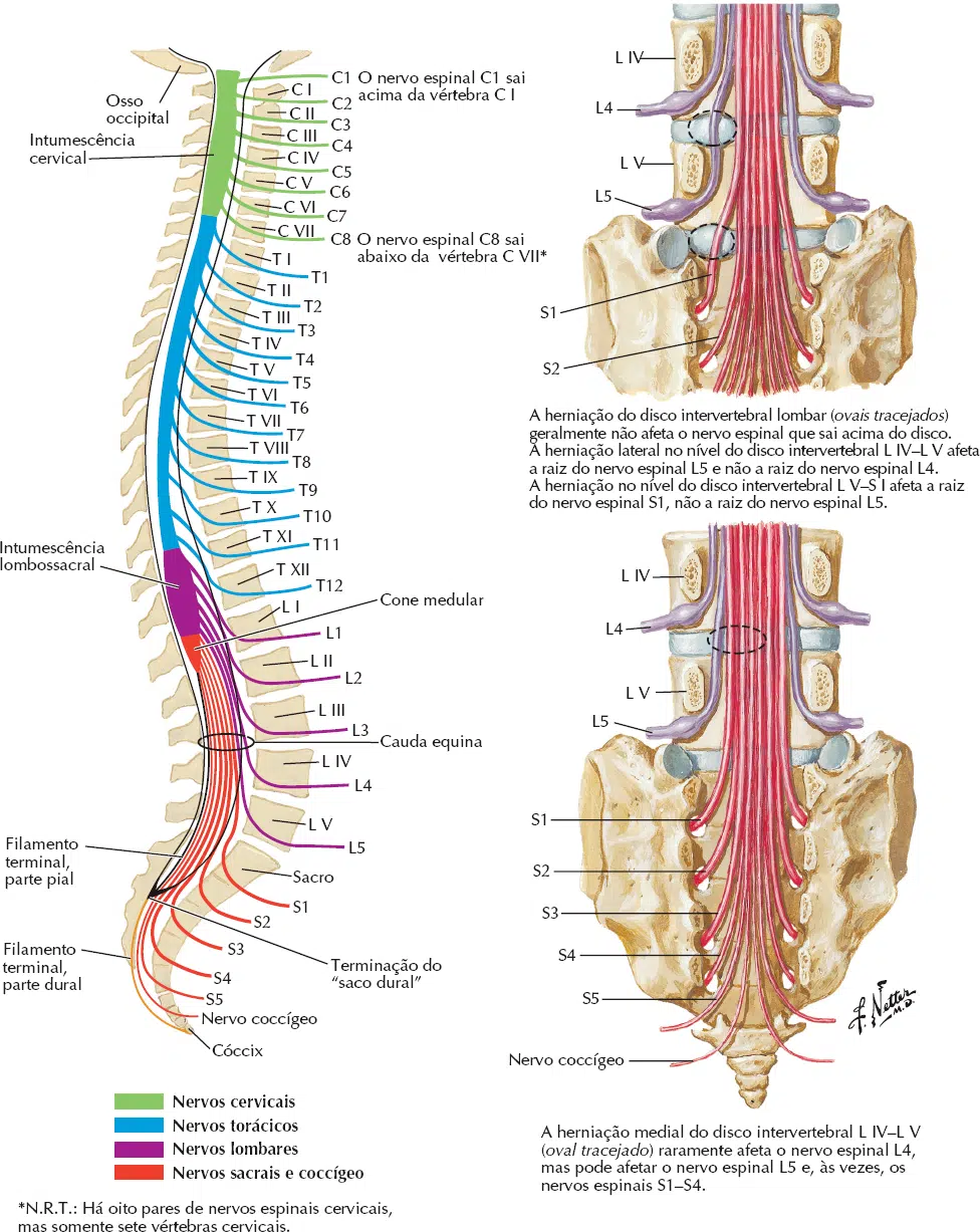 Coluna Vertebral Anatômica